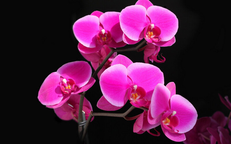 Pink Orchid Flowers — Dramatic, Photograph, Stem