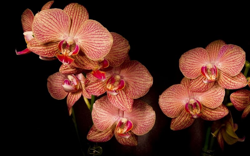 Pink Orchid Flowers — Dramatic, Photograph, Stems, Dark Background