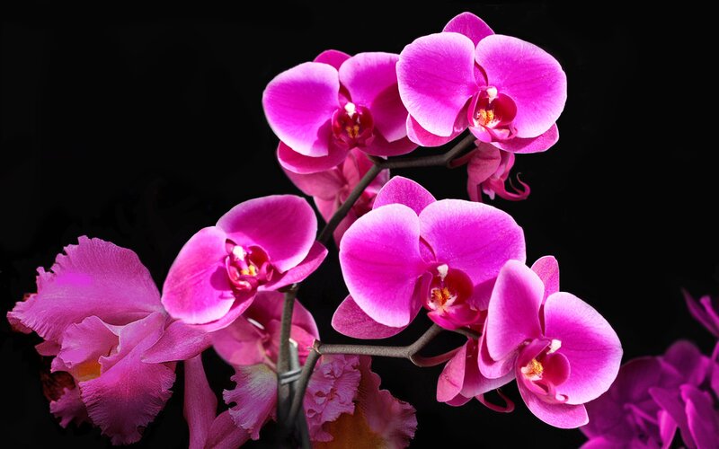 Pink Orchid Flowers — Dramatic, Photograph, Stems