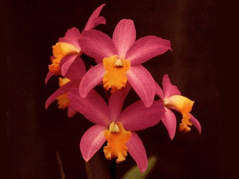 Pink Orchid Flowers — Dramatic, Photograph