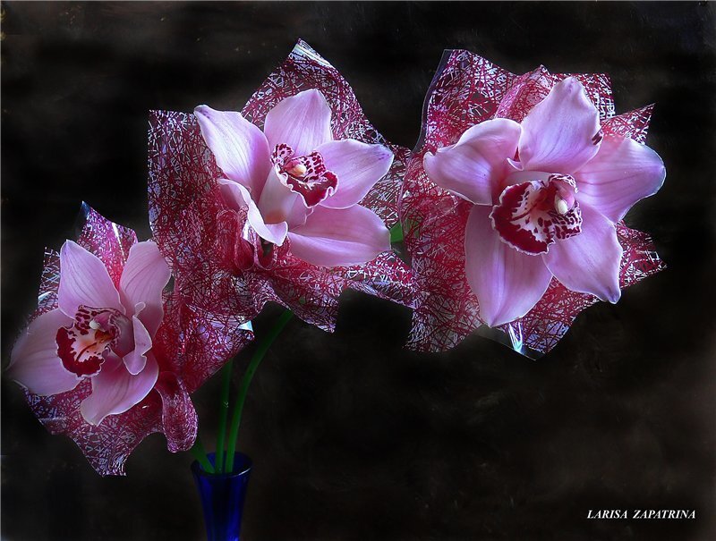 Pink Orchid Flowers — Dramatic