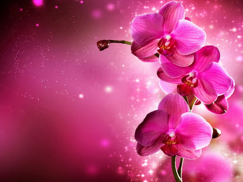 Pink Orchid Flowers — Dreamy, Digital Art, Sparkles