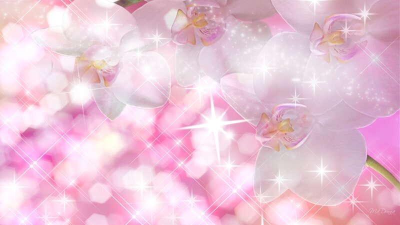 Pink Orchid Flowers — Dreamy, Digital Art