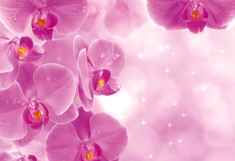 Pink Orchid Flowers — Dreamy, Photograph