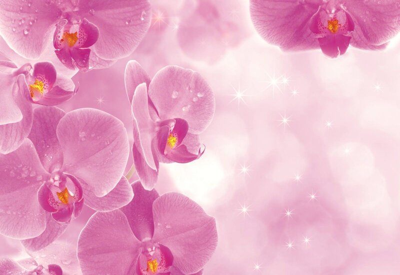 Pink Orchid Flowers — Dreamy, Photograph, Water Droplets