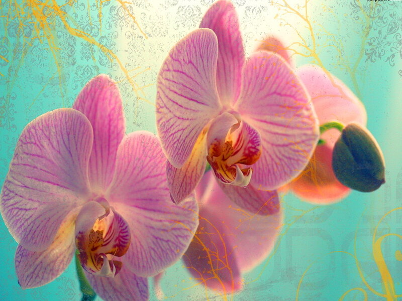 Pink Orchid Flowers — Dreamy