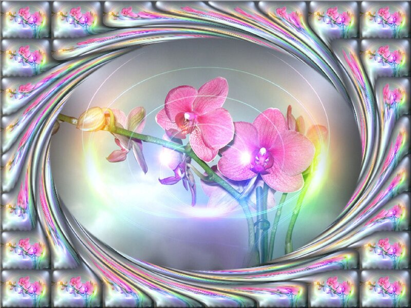 Pink Orchid Flowers — Ethereal