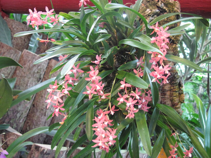 Pink Orchid Flowers — Green, Natural