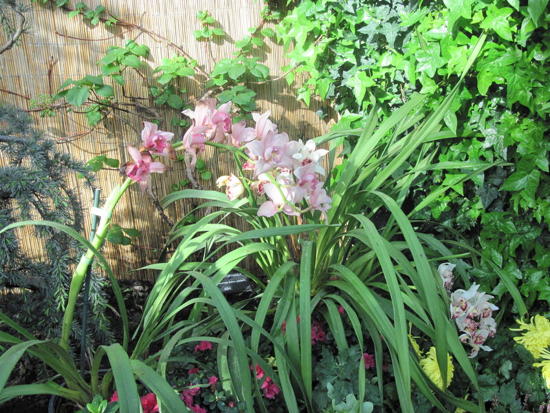 Pink Orchid Flowers — Green, Serene, Afternoon, Photograph