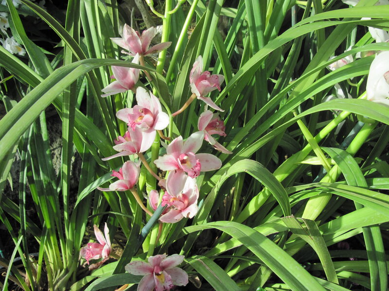 Pink Orchid Flowers — Green, Serene, Afternoon