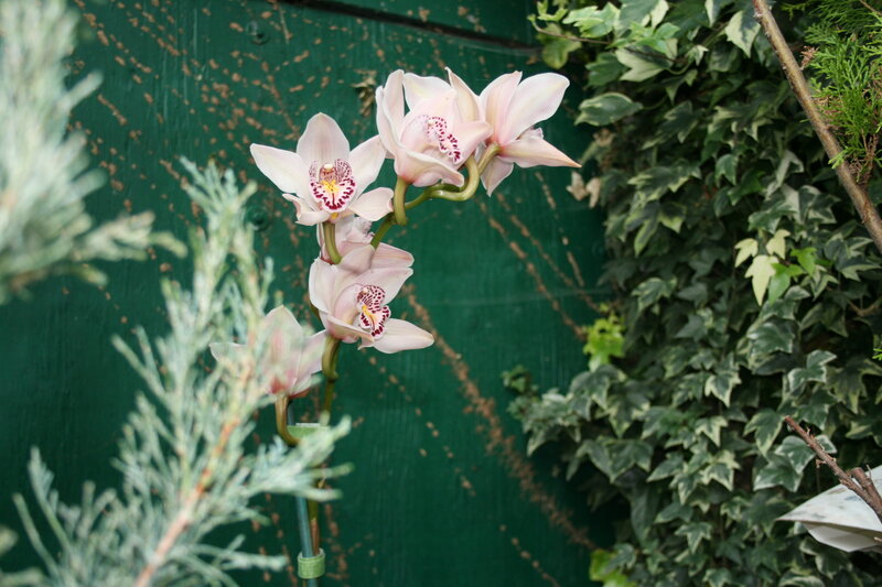 Pink Orchid Flowers — Green