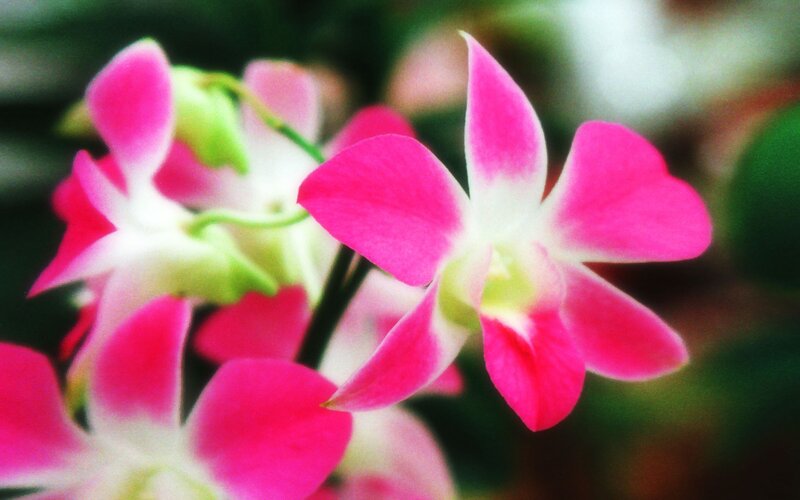 Pink orchid flowers in bloom