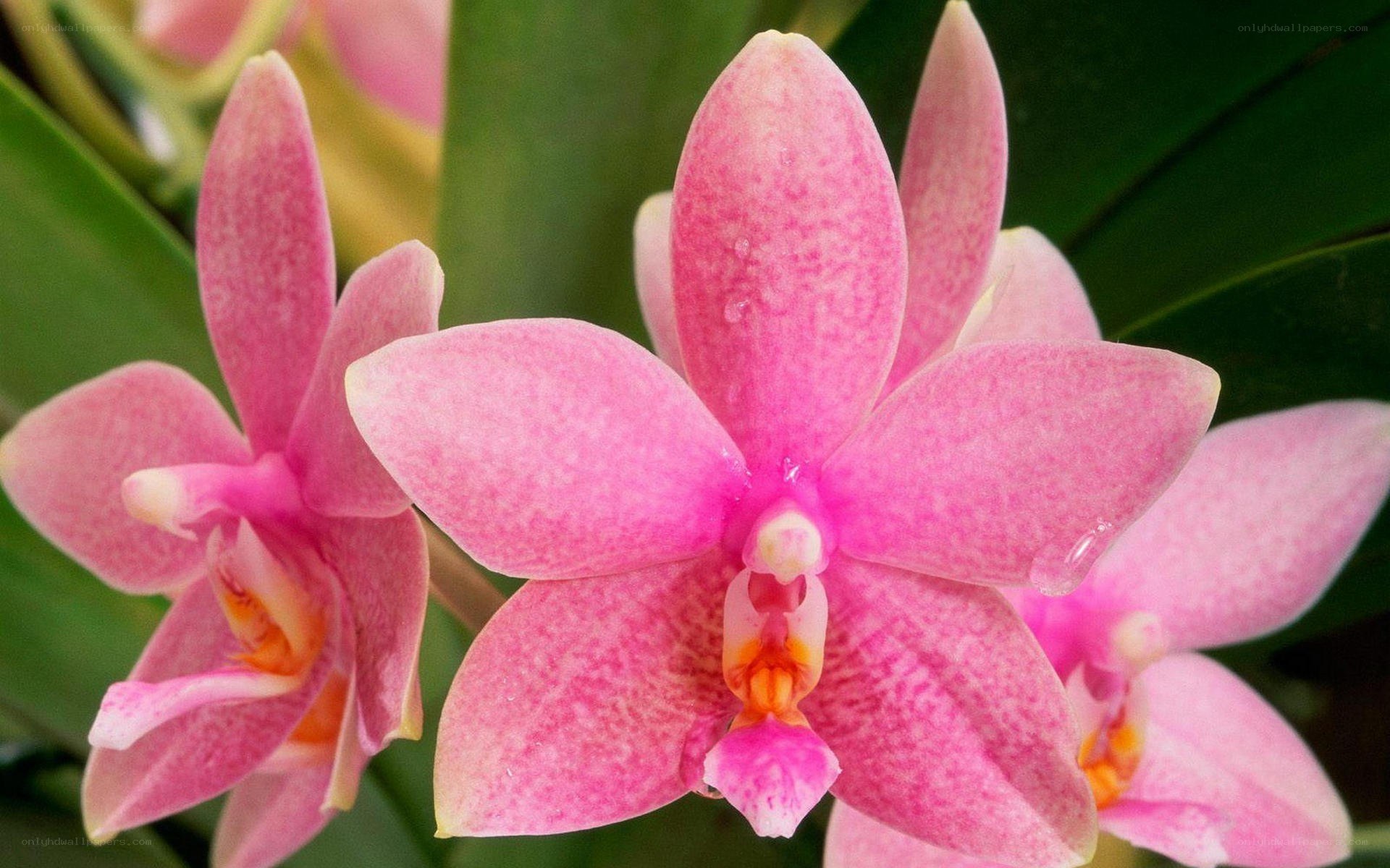Pink orchid flowers in bloom