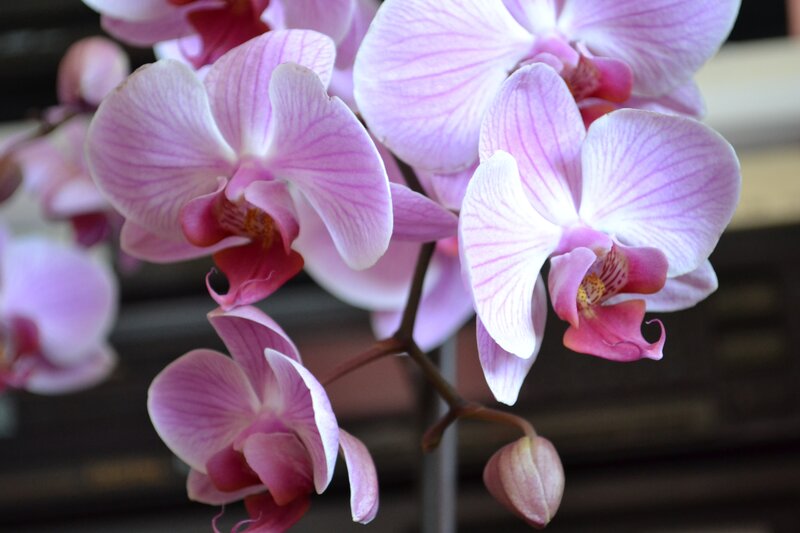 Pink orchid flowers in bloom