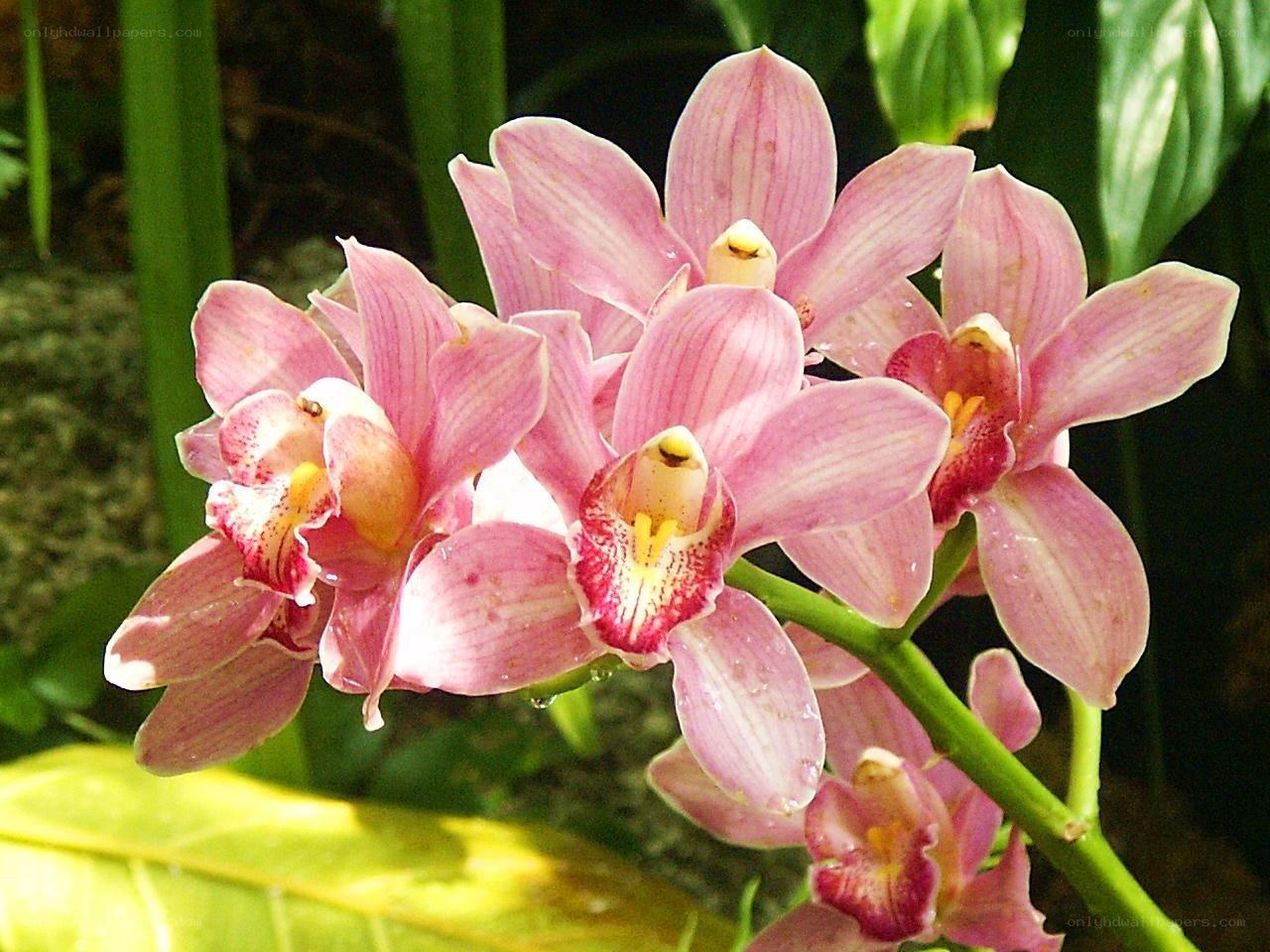 Pink orchid flowers in bloom