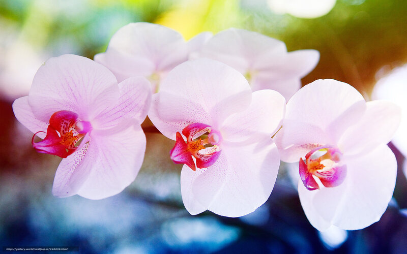 Pink orchid flowers in bloom