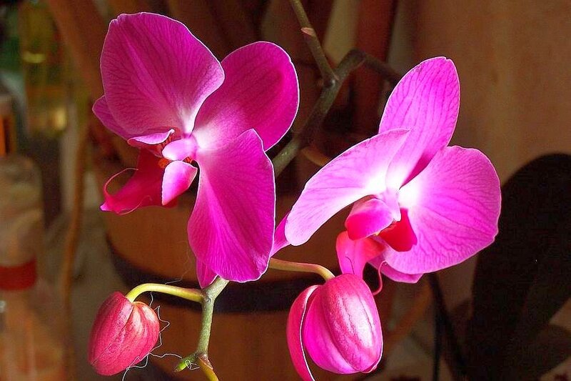Pink orchid flowers in bloom