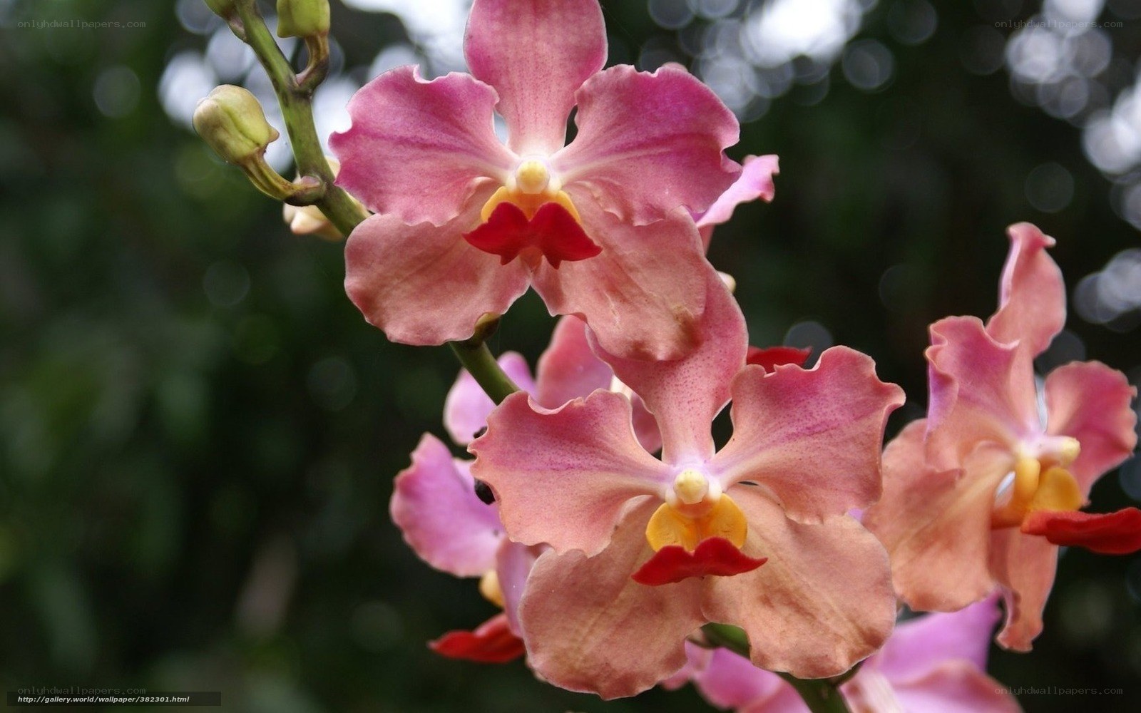 Pink orchid flowers in bloom