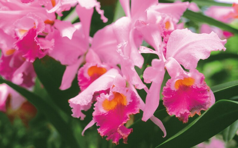 Pink orchid flowers in bloom