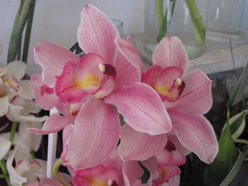 Pink orchid flowers in bloom