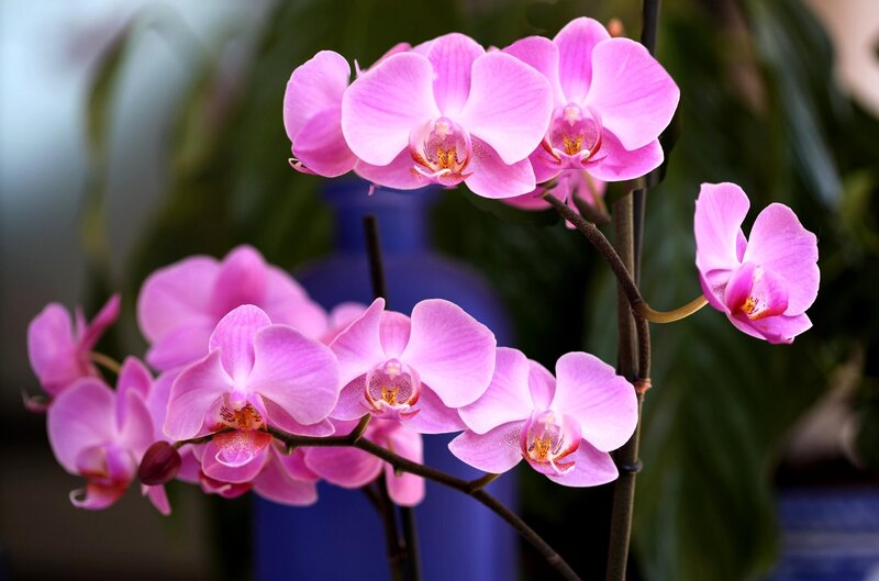 Pink orchid flowers in bloom