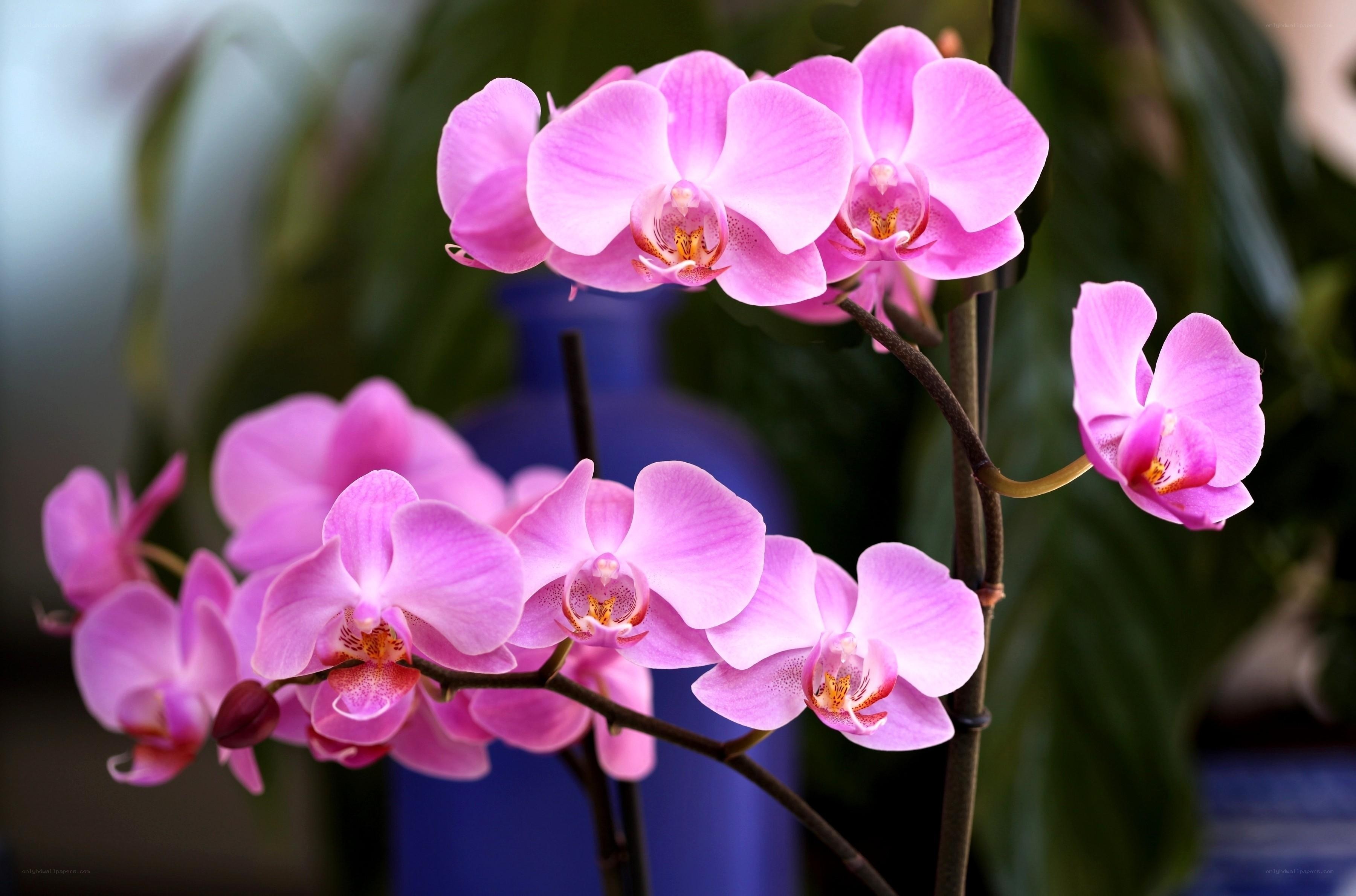 Pink orchid flowers in bloom