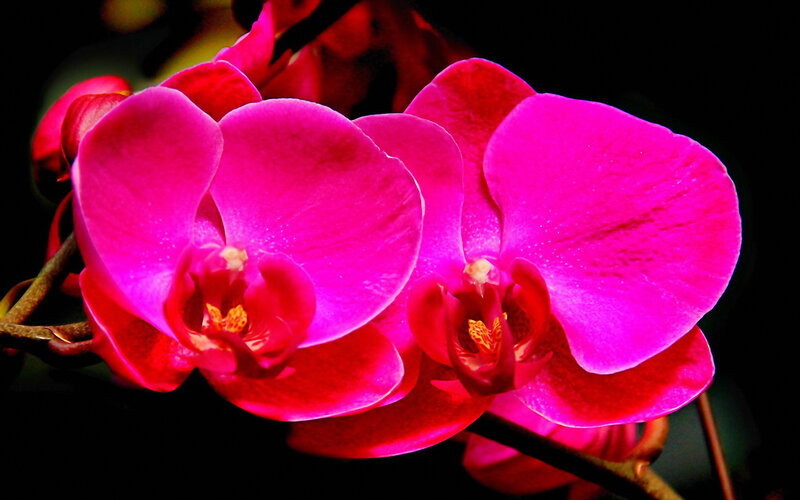 Pink Orchid Flowers — Magenta, Dramatic