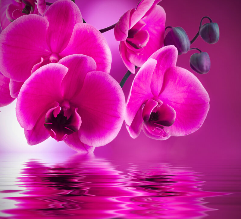 Pink Orchid Flowers — Magenta, Serene