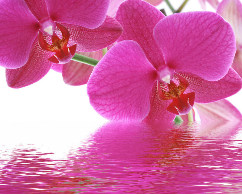 Pink Orchid Flowers — Magenta