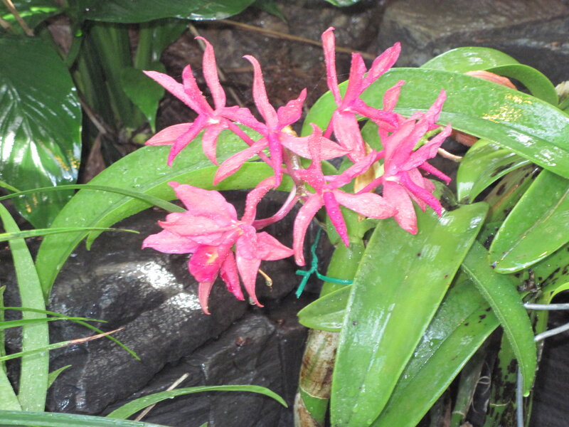 Pink Orchid Flowers — Moist