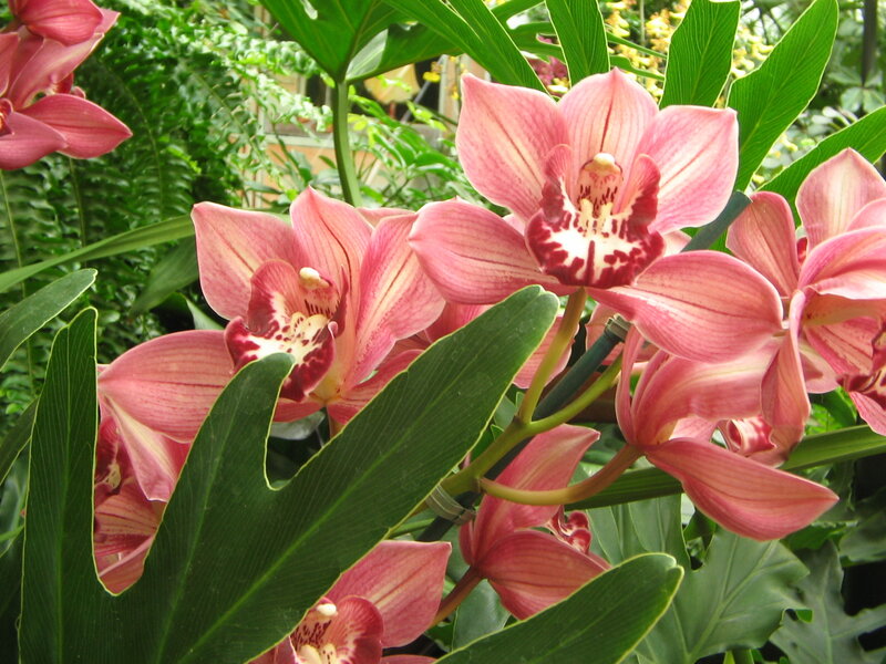Pink Orchid Flowers — Natural, Afternoon, Photograph, Green Leaves, Flowering Plant