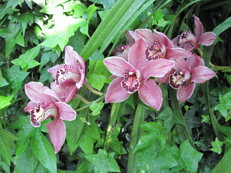 Pink Orchid Flowers — Natural, Afternoon, Photograph, Green Leaves, Ivy, Flowering Plant