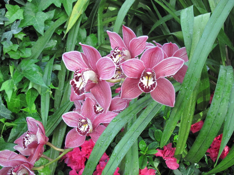 Pink Orchid Flowers — Natural, Afternoon, Photograph, Green Leaves, Ivy