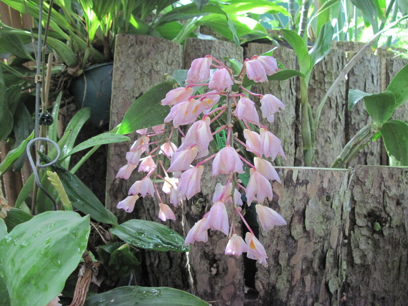 Pink Orchid Flowers — Natural, Afternoon, Photograph, Green Leaves, Tree Trunk, Plant Pot