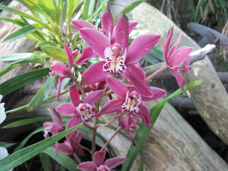 Pink Orchid Flowers — Natural, Afternoon, Photograph
