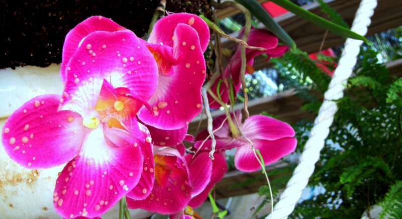 Pink Orchid Flowers — Natural, Afternoon