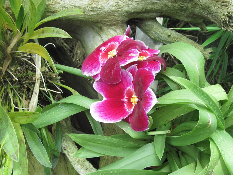 Pink Orchid Flowers — Natural, Morning