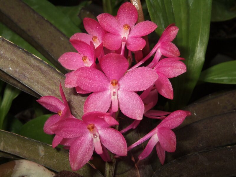 Pink Orchid Flowers — Natural, Photograph