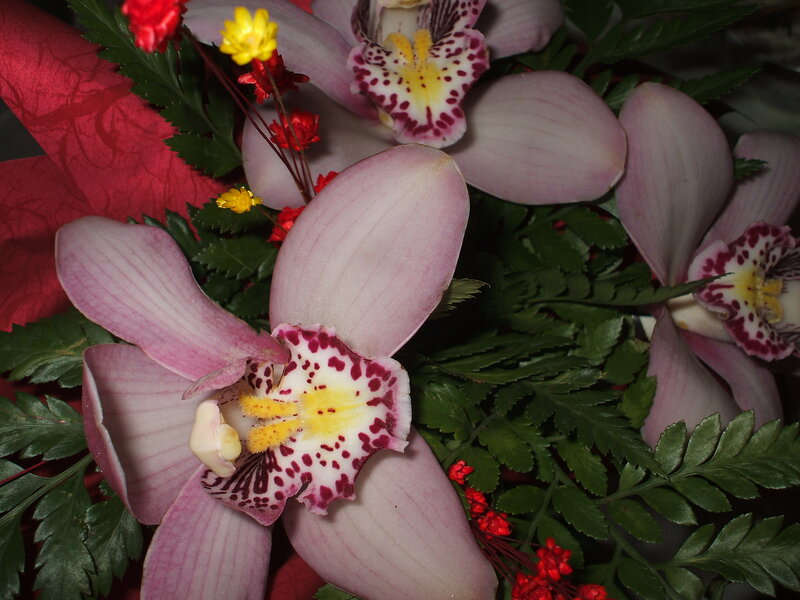 Pink Orchid Flowers — Natural