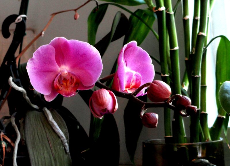 Pink Orchid Flowers — Purple, Calm