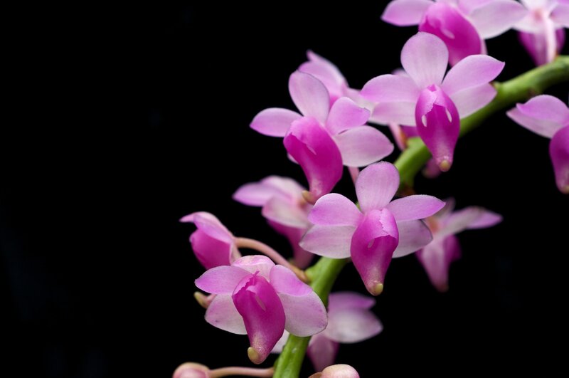 Pink Orchid Flowers — Purple, Dramatic, Photograph, Flower