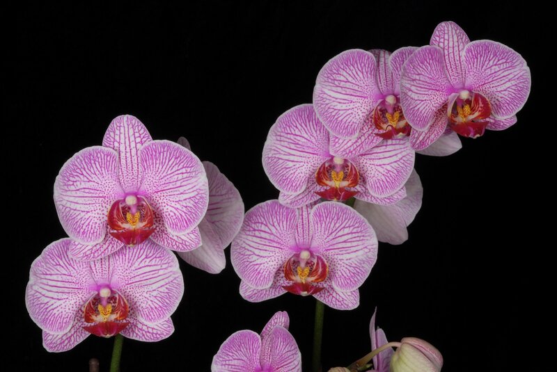 Pink Orchid Flowers — Purple, Dramatic, Photograph, Stems