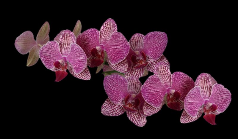 Pink Orchid Flowers — Purple, Dramatic, Photograph