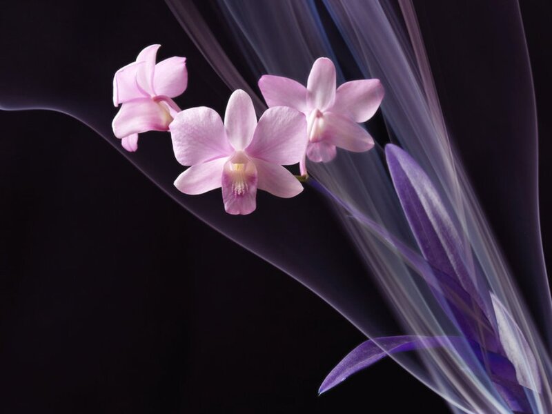 Pink Orchid Flowers — Purple, Dramatic