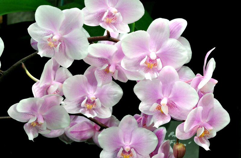 Pink Orchid Flowers — Purple, Serene, Photograph, Stem