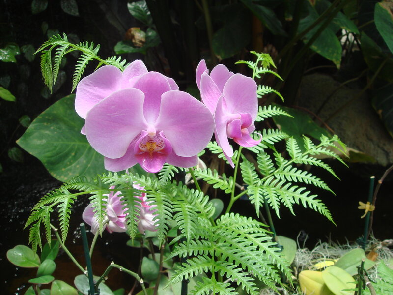 Pink Orchid Flowers — Purple, Serene