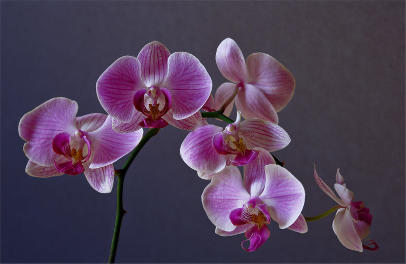 Pink Orchid Flowers — Purple