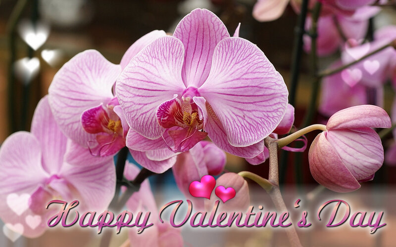 Pink Orchid Flowers — Romantic