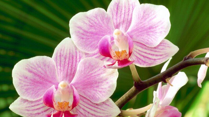 Pink Orchid Flowers — Serene, Afternoon, Photograph, Flower
