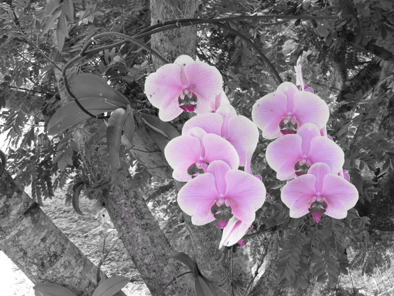 Pink Orchid Flowers — Serene, Afternoon, Photograph, Tree, Leaves